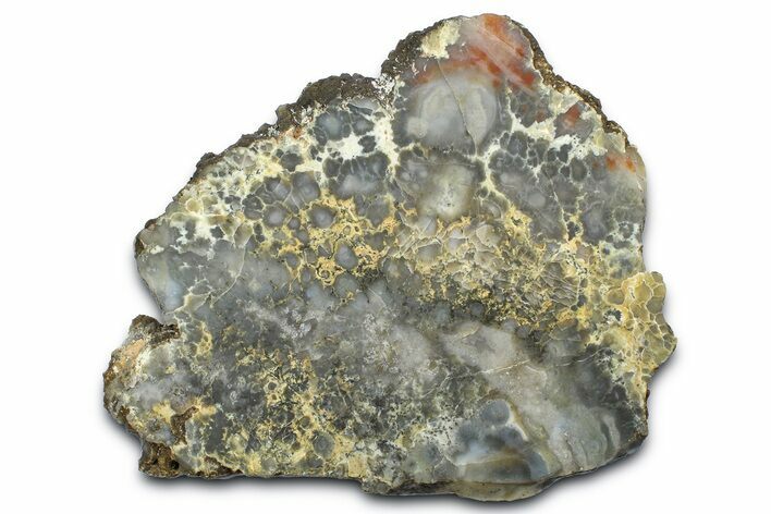 Dinosaur Coprolite Nodule Slice - Utah #372750